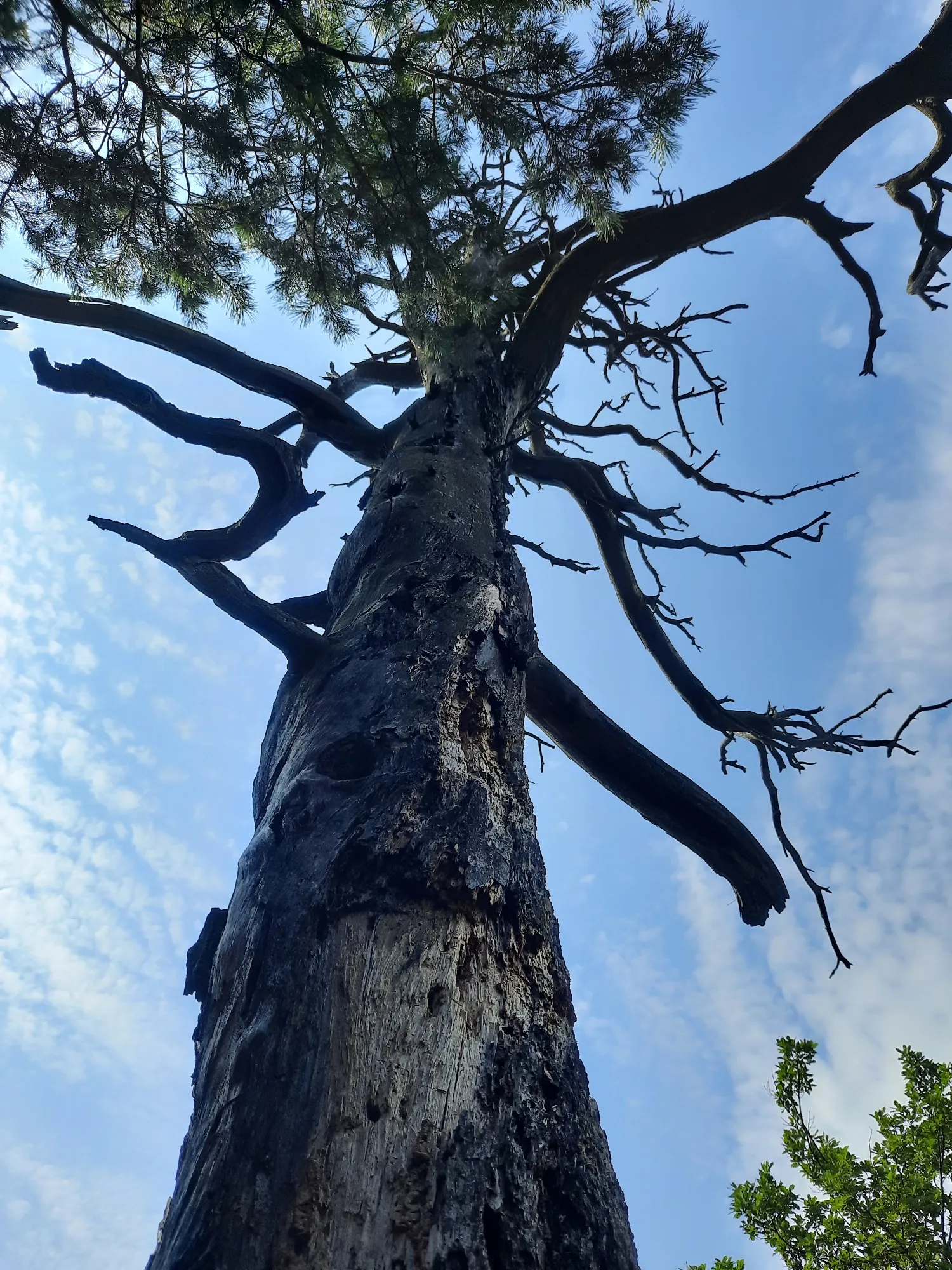 Baum