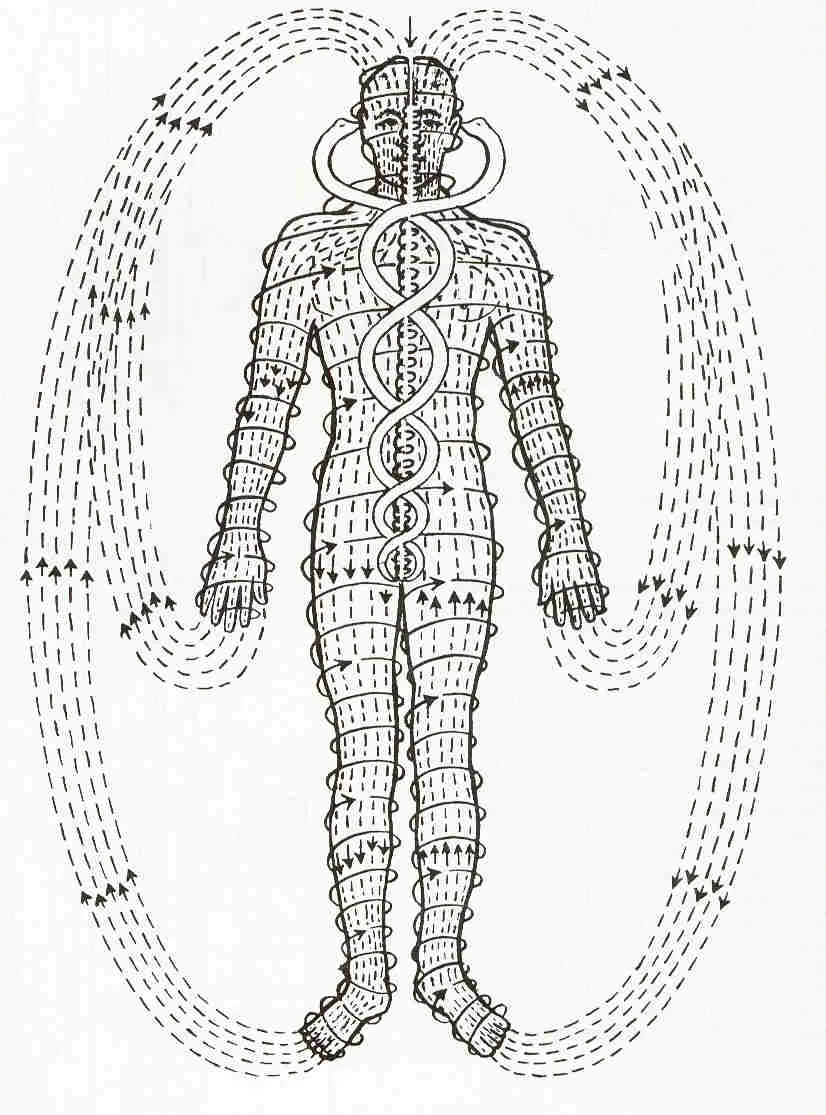 drahtlose Anatomie